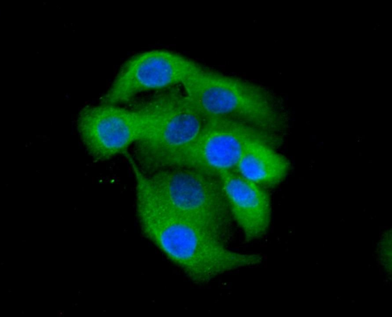 CCL3 (YD18926) Rabbit mAb