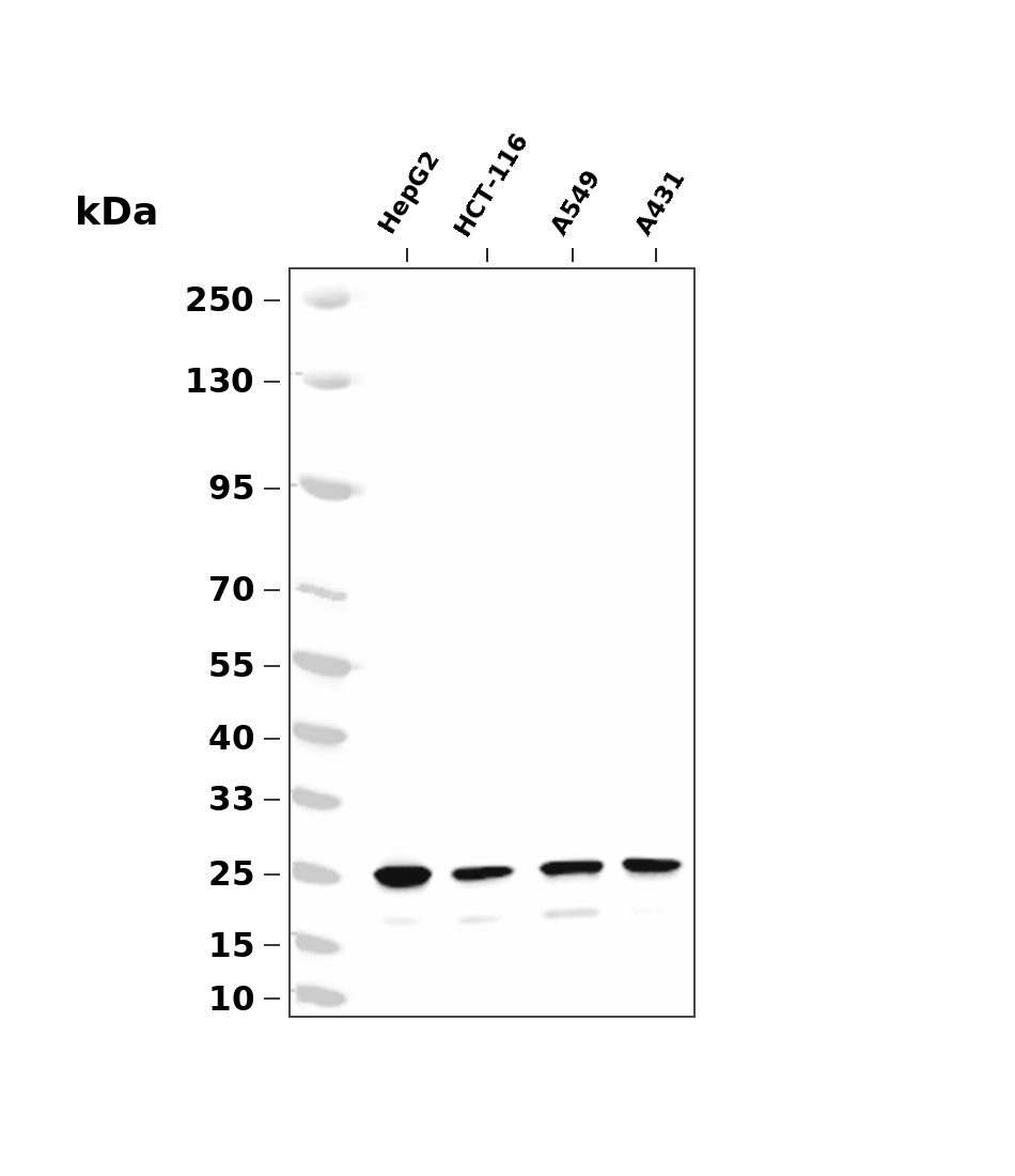 Bcl-2 Rabbit mAb
