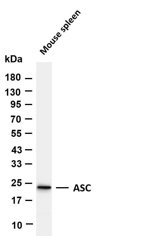 ASC Rabbit mAb