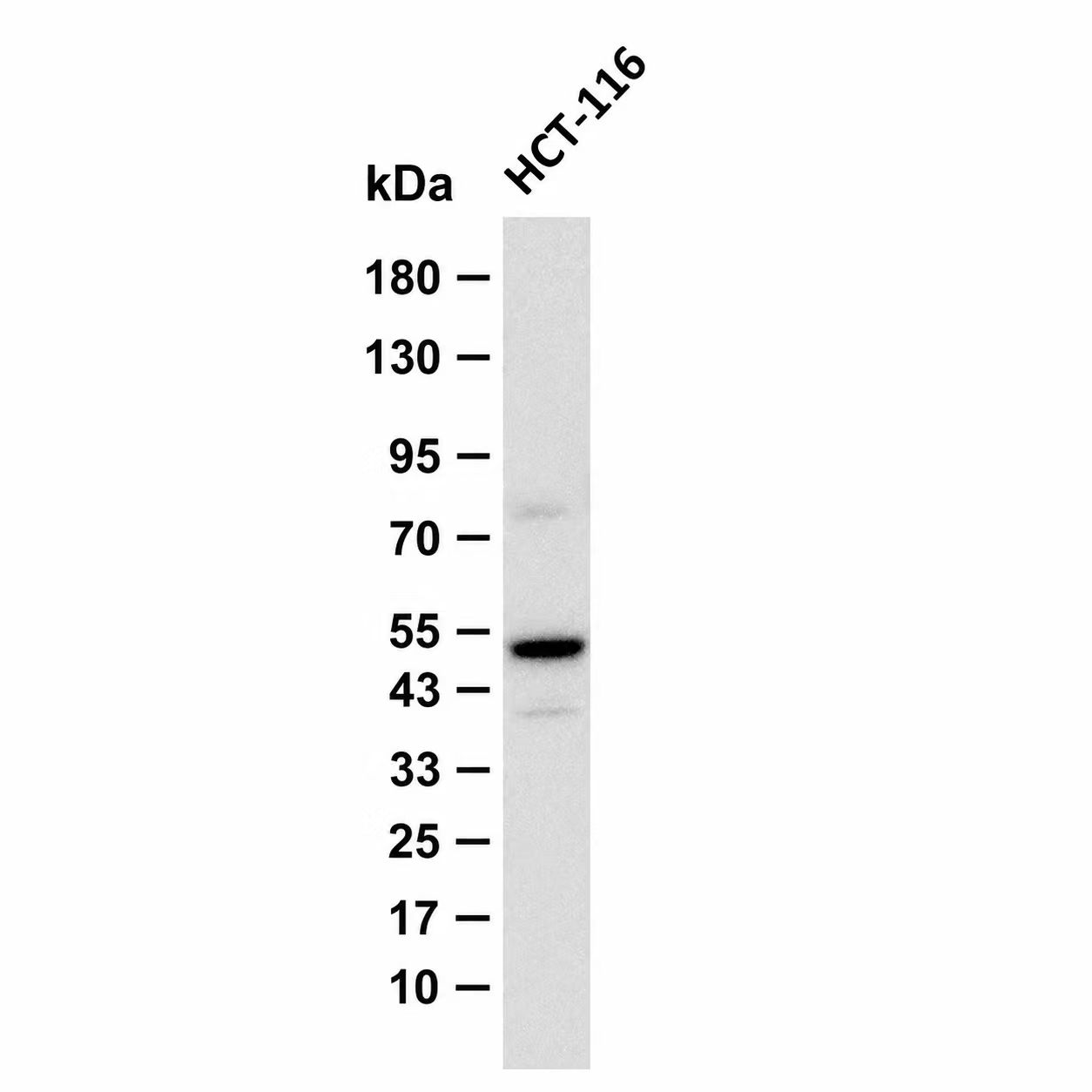 Phospho-Smad3 (Ser423) pAb