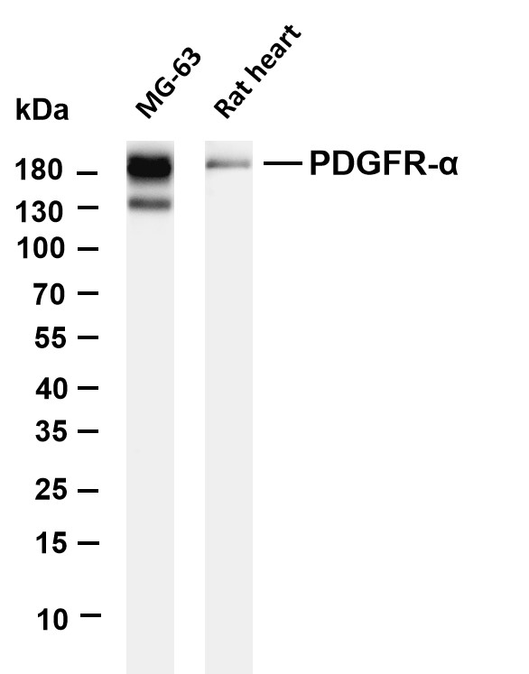 PDGFR-&alpha;  Mouse mAb