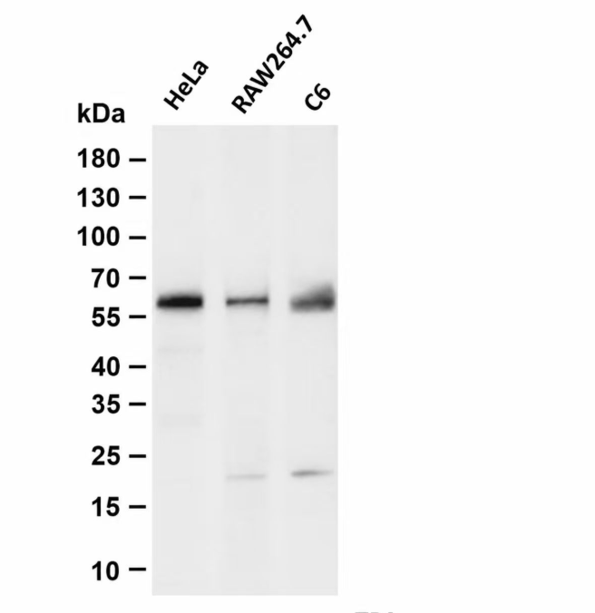 Smad2 (Phospho Ser250) Rabbit mAb
