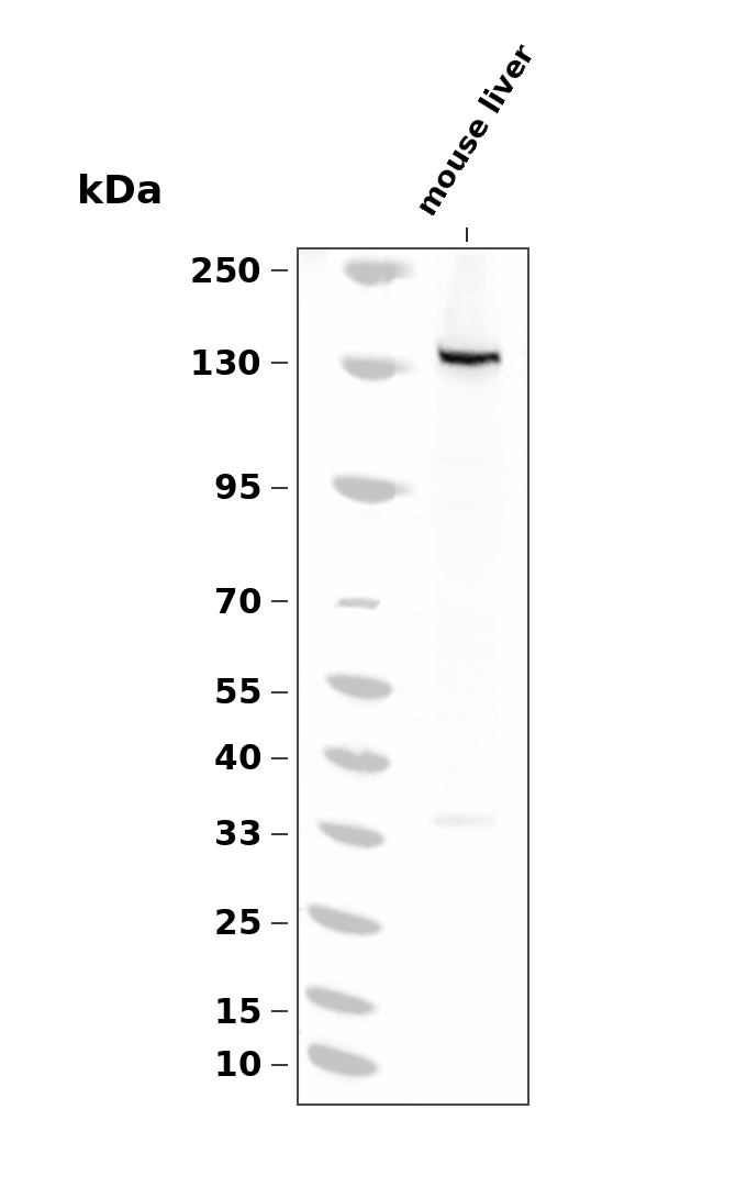Phospho-eNOS (Ser1179) pAb