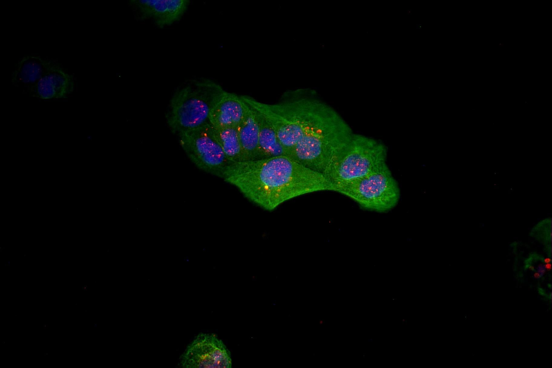 Goat Anti-Rabbit IgG (H+L) Fluor488-conjugated