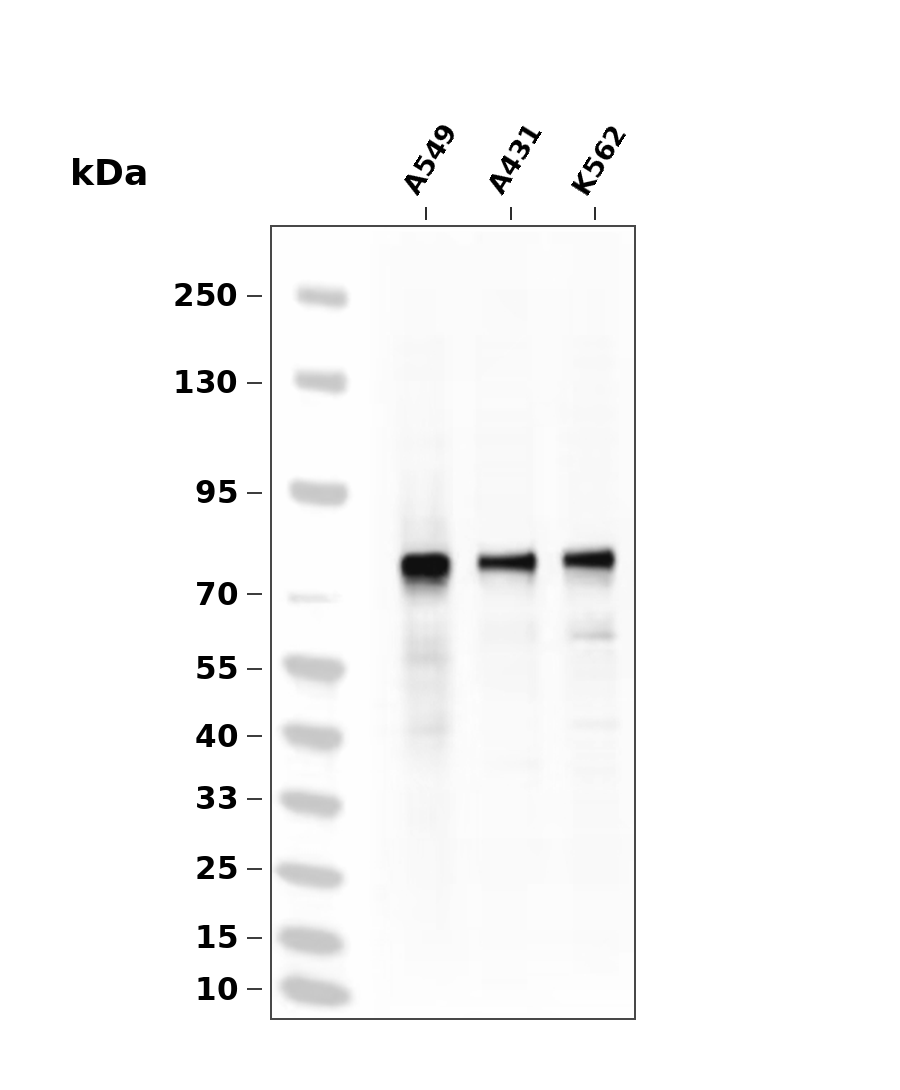 YAP Rabbit mAb