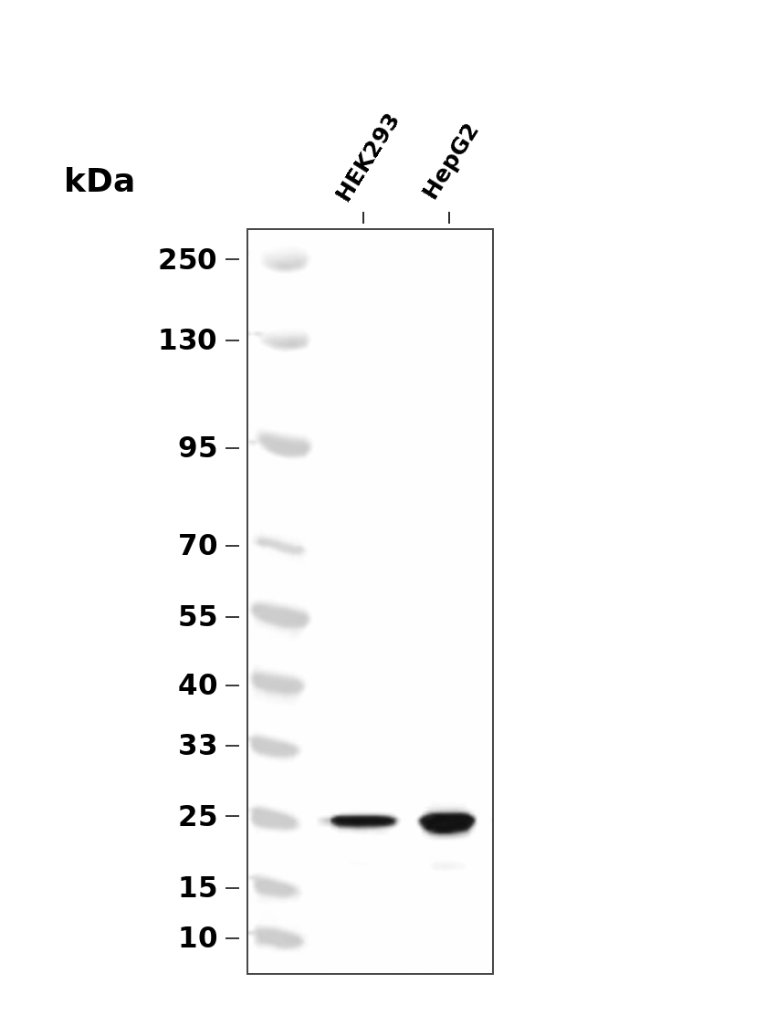 p27 KIP 1 Rabbit mAb