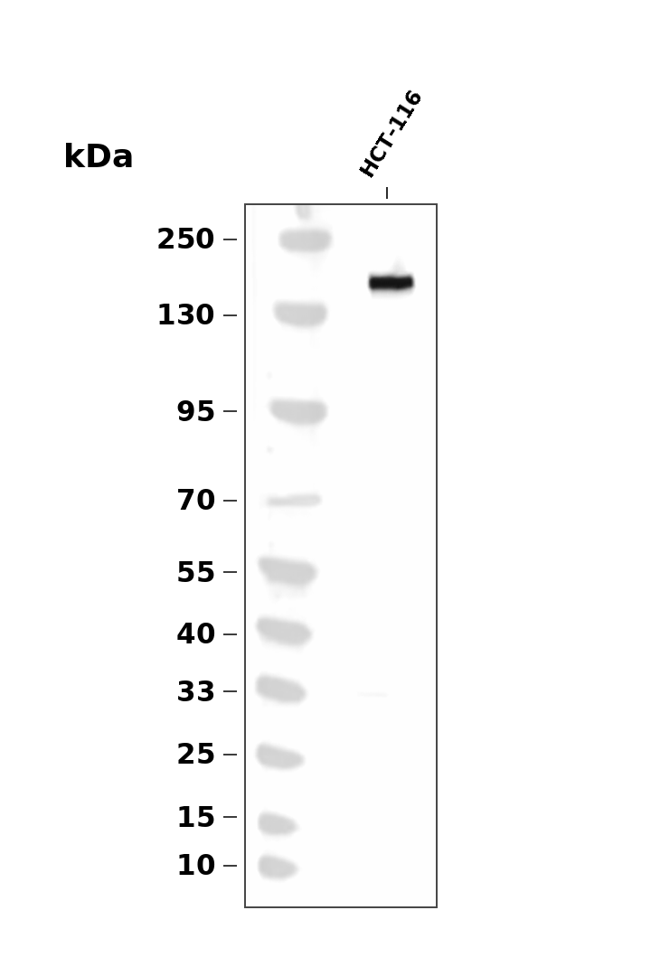 IRS2 (YD11639) Rabbit mAb