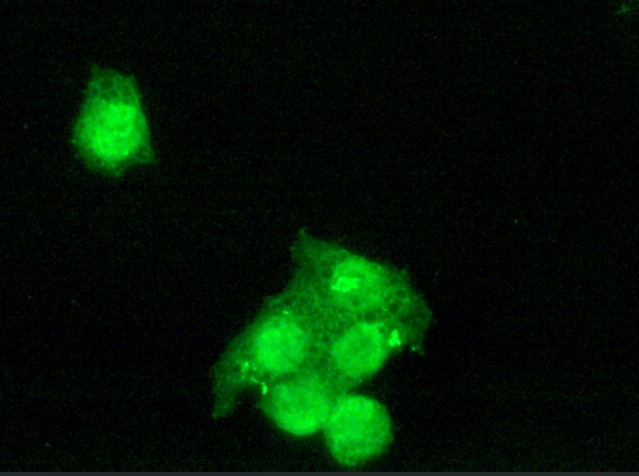 LXR&alpha;  Rabbit mAb
