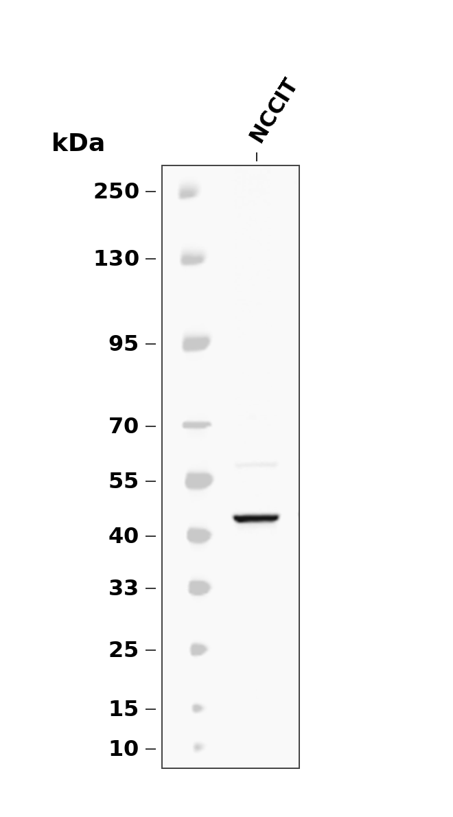 YB1 (Phospho-Ser102) Antibody