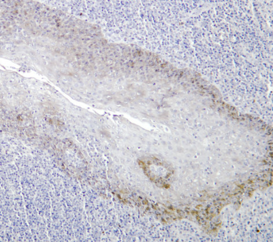 CD284 Mouse mAb