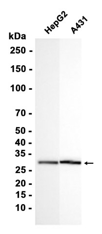SIRT3 Antibody