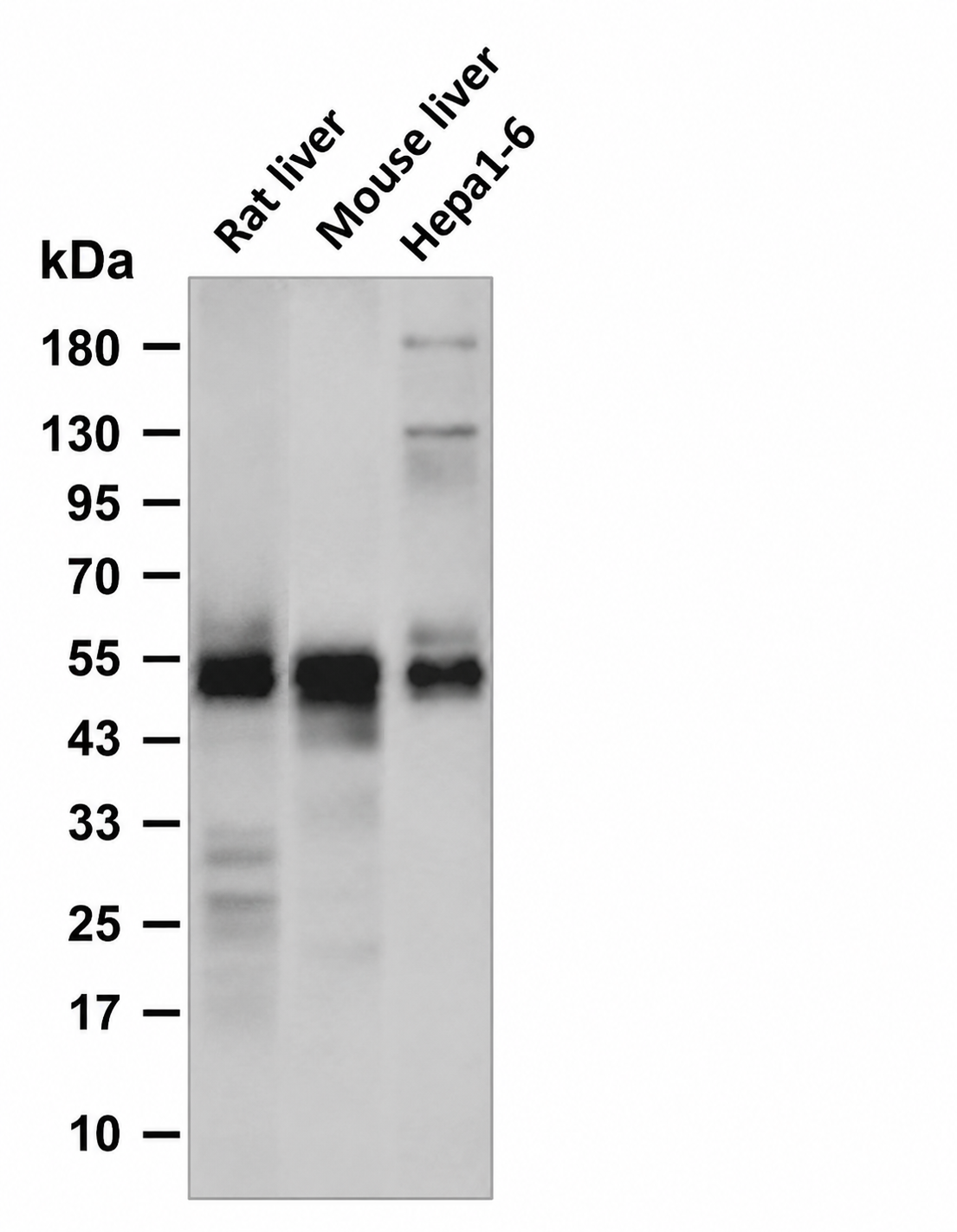 HNF-4-alpha (YD11932) Rabbit mAb