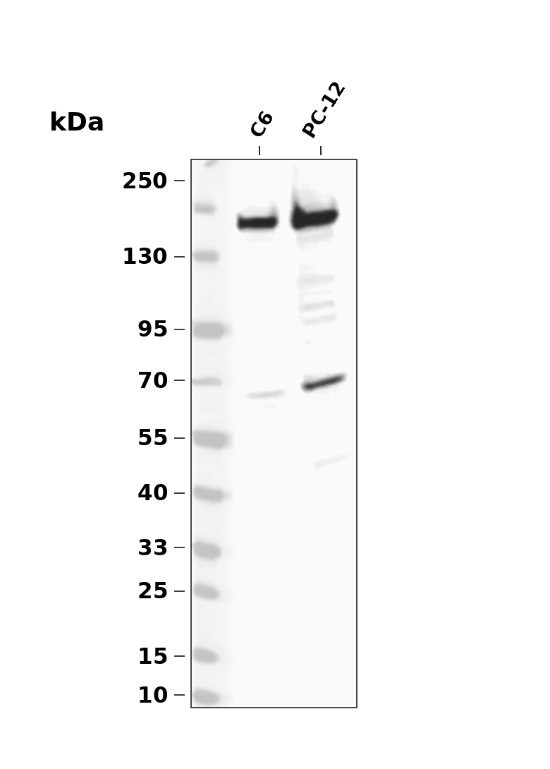 Phospho-PERK (Ser1096) pAb