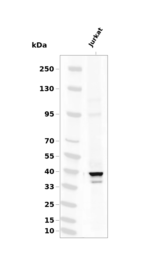 PKA &alpha;/&beta;/&gamma; (Phospho Thr197) Rabbit mAb