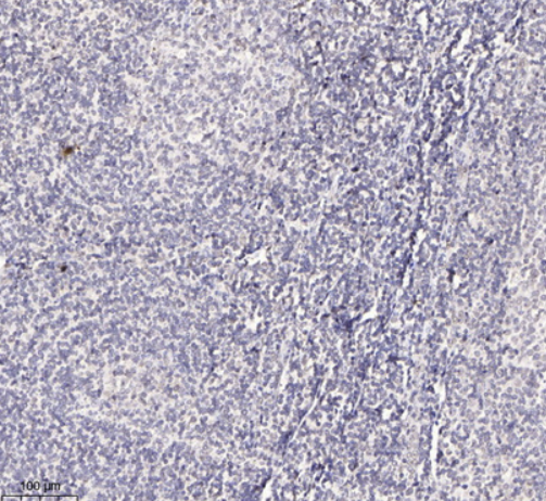 IQCB1 Antibody