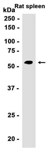 Myeloperoxidase (MPO) Mouse mAb