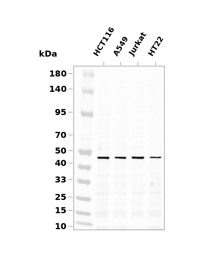 TSG101 Rabbit mAb