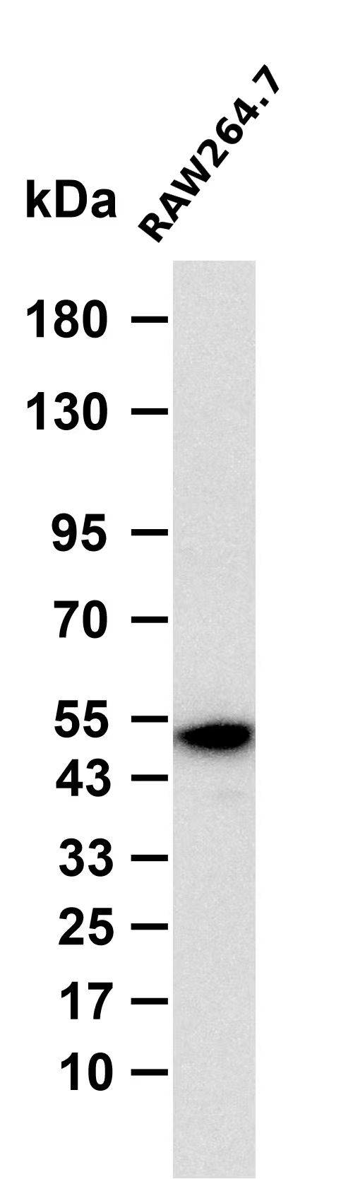 Phospho-Smad3 (Ser204) pAb