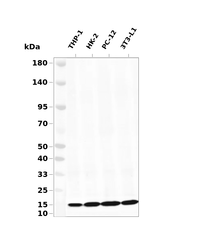 Histone H3 (Acetyl Lys36) Rabbit mAb
