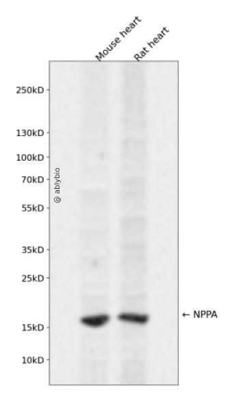 NPPA Rabbit pAb