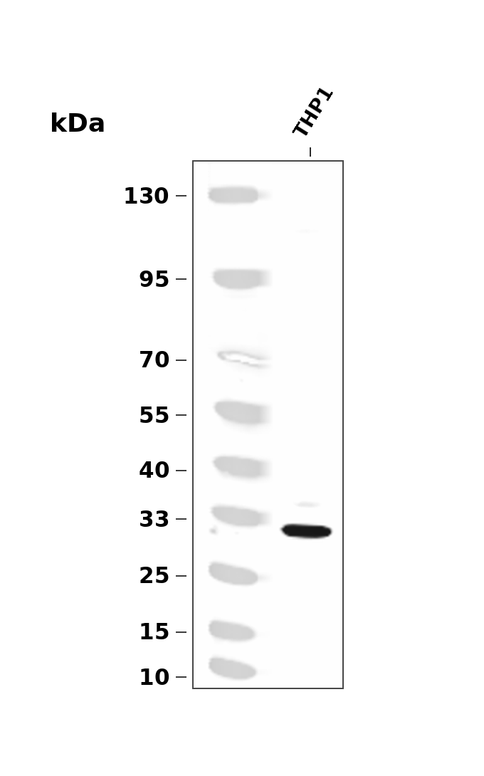 ELNE Rabbit mAb