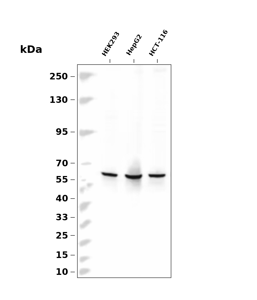 Src Rabbit mAb