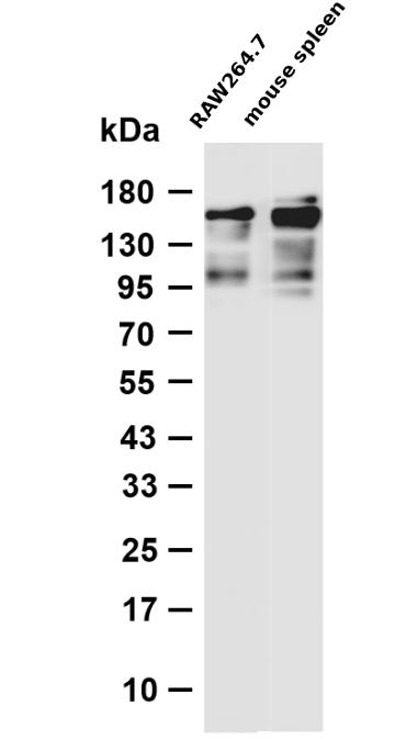 F4/80 Rabbit mAb