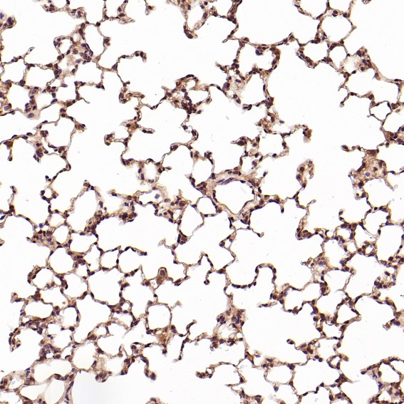 CD8 &alpha; Rabbit mAb