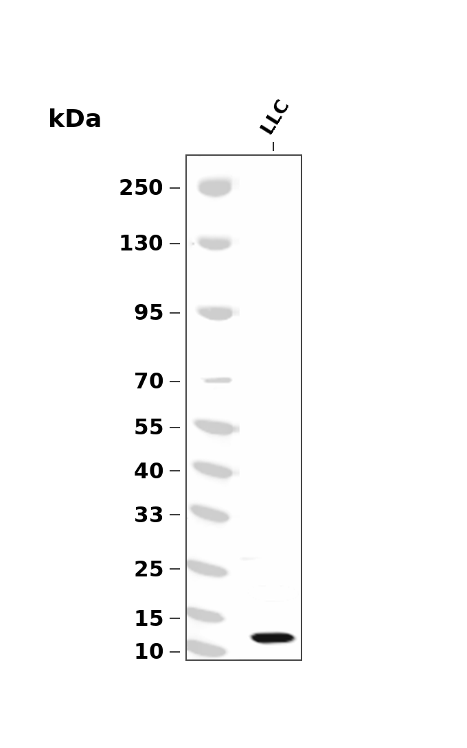 Macrophage Inflammatory Protein 1 alpha/CCL3 (YD31247) Rabbit mAb