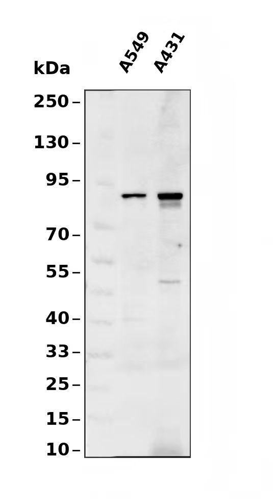 RFWD2 Antibody