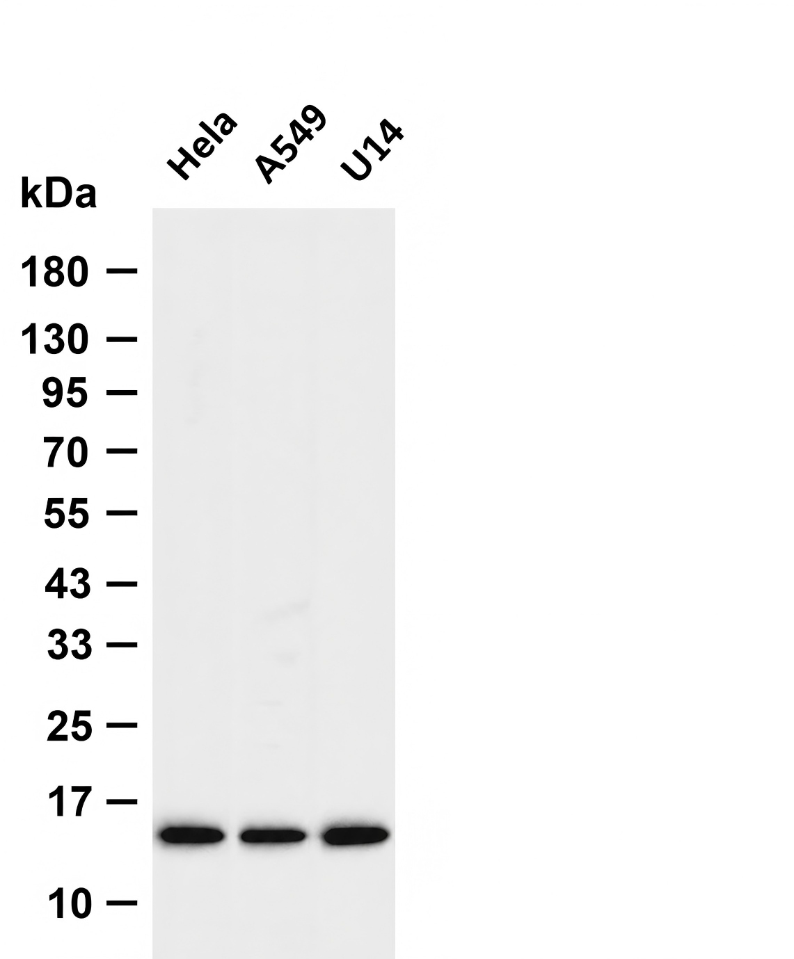 Galectin-1 Rabbit mAb