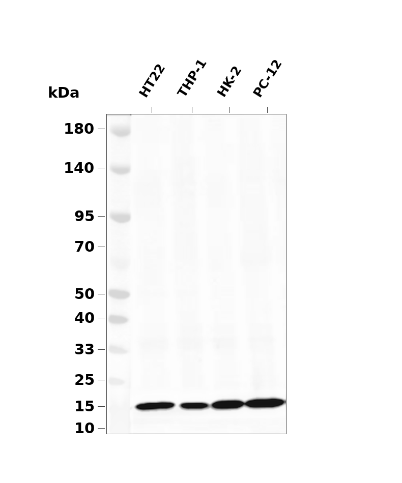 Histone H3 (Mono Methyl Lys36)  Rabbit mAb