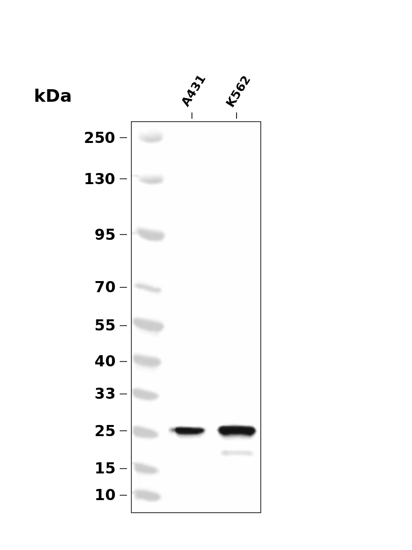 p27 Kip1 (Phospho-Thr198) Antibody