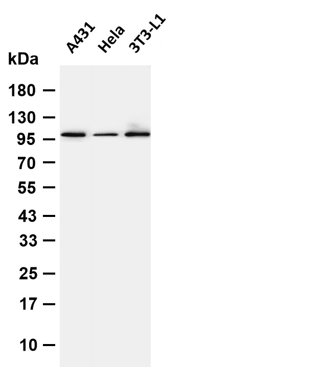 Catenin-&alpha;1 Rabbit mAb