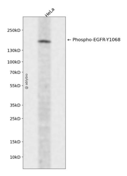 Phospho-EGFR (Tyr1086) pAb