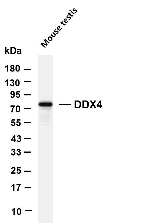 DDX4 Rabbit mAb