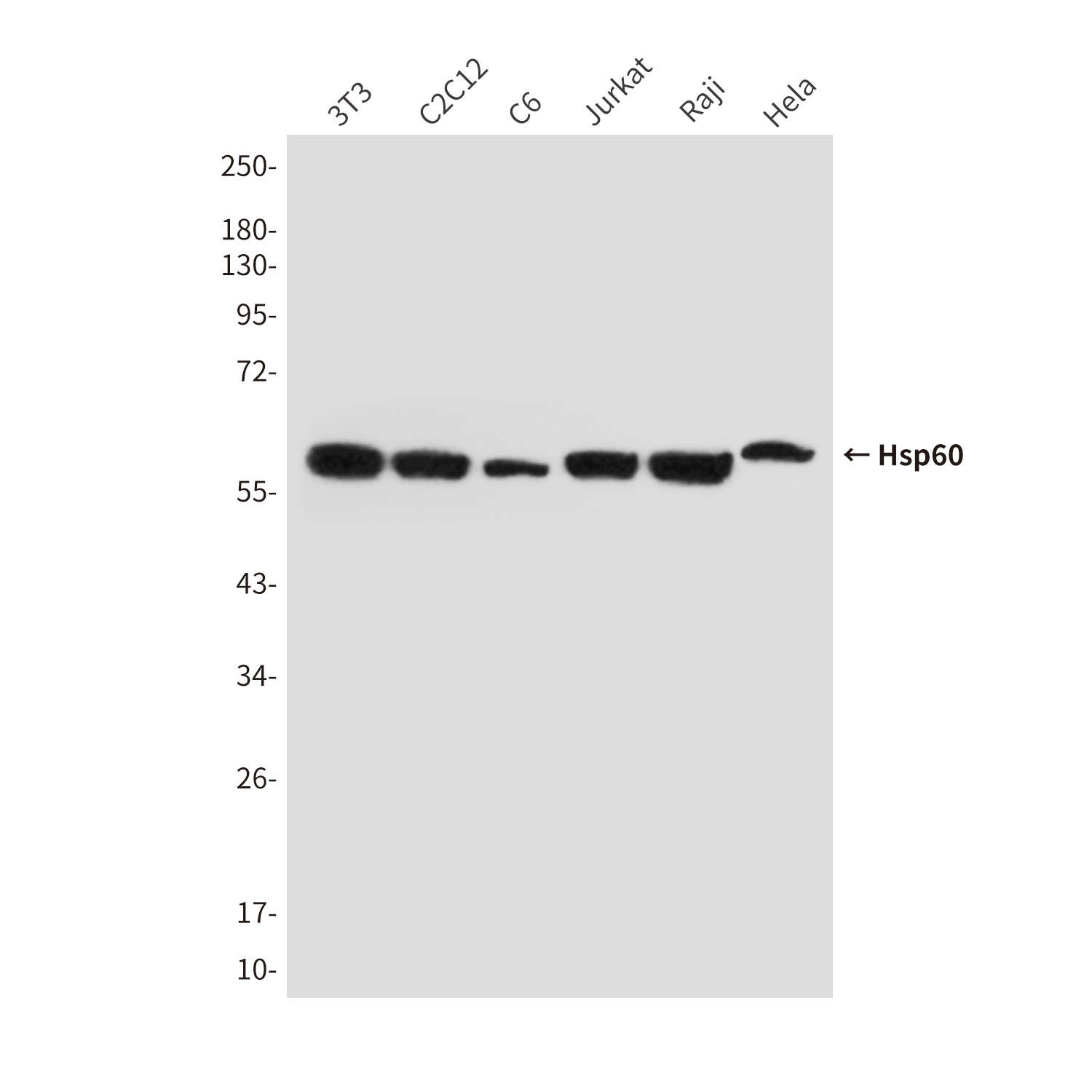Hsp60 (YD15603) Rabbit mAb
