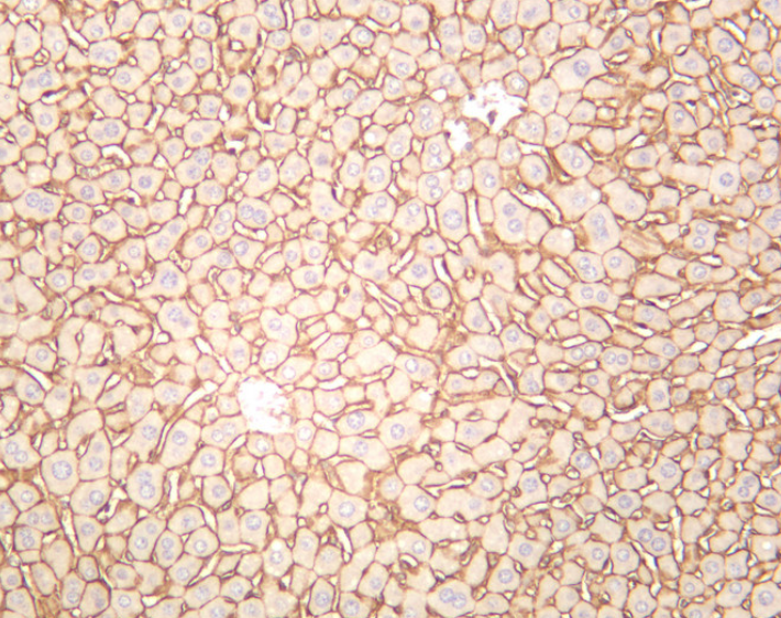 Phospho-delta 1 Catenin (Tyr280) (YD20773) Rabbit mAb