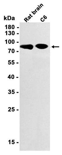 LRP1 Rabbit mAb