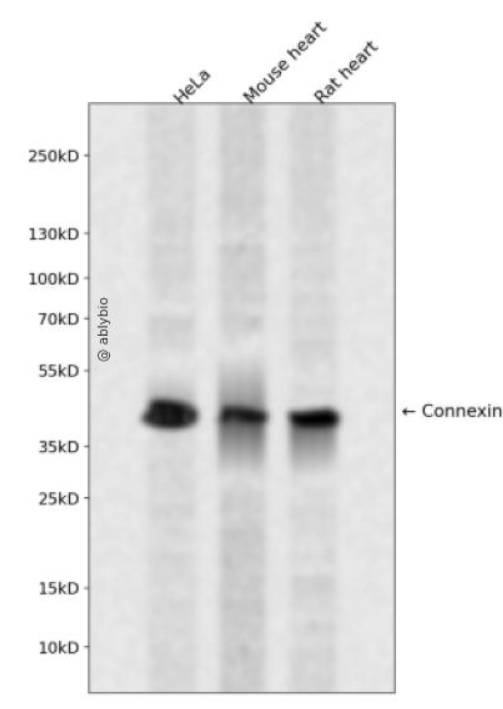 Phospho-Connexin 43 / GJA1 (Ser282) Rabbit pAb