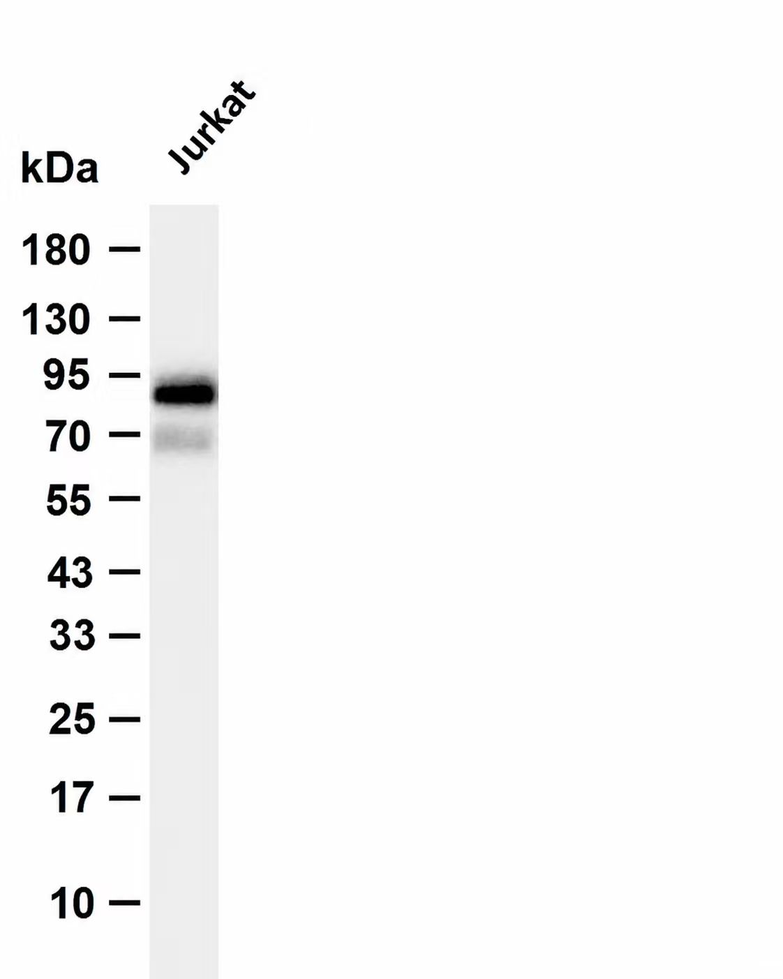 Phospho-FOXO3A (Ser318) Antibody