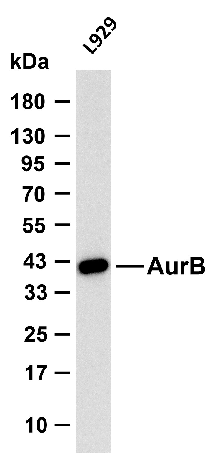 Aurora B Rabbit mAb