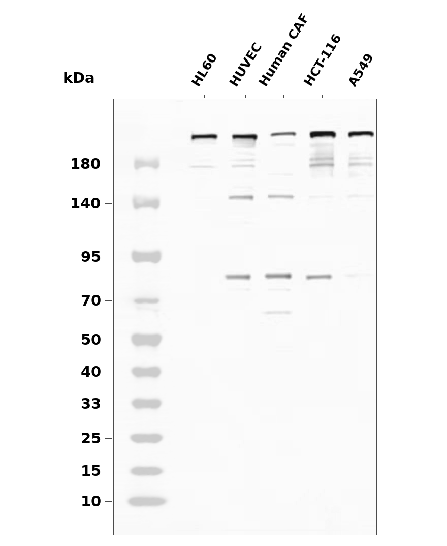 mTOR Rabbit mAb