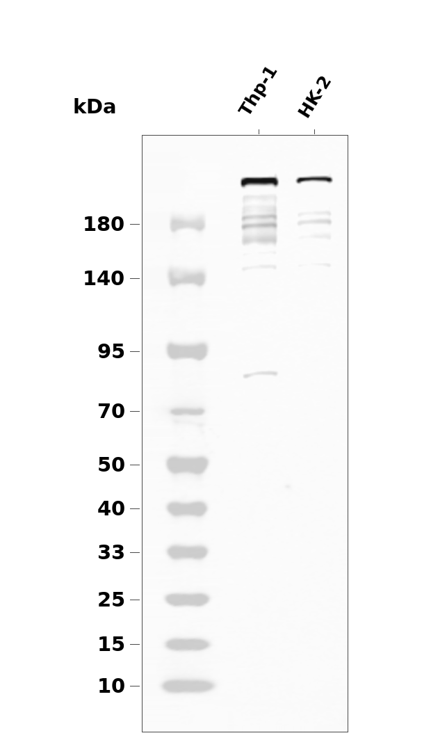 mTOR (Phospho Ser2481)  Rabbit mAb