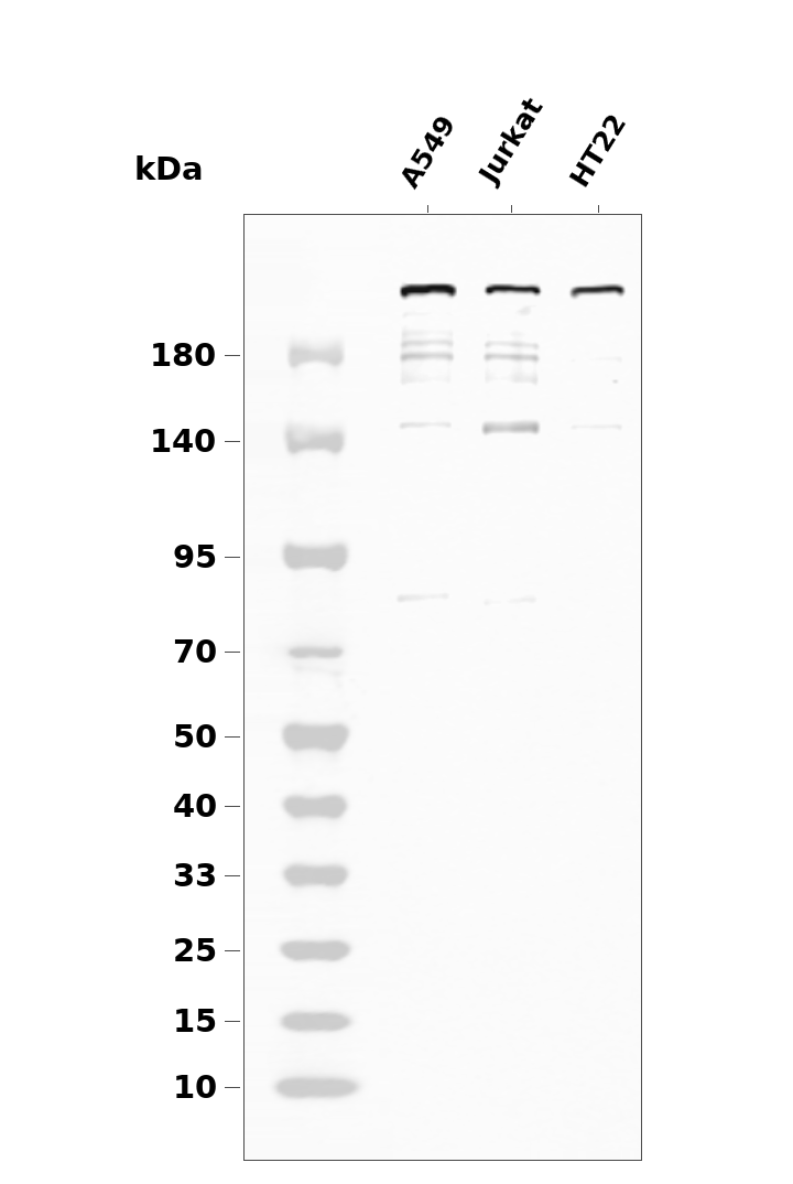 mTOR Rabbit mAb