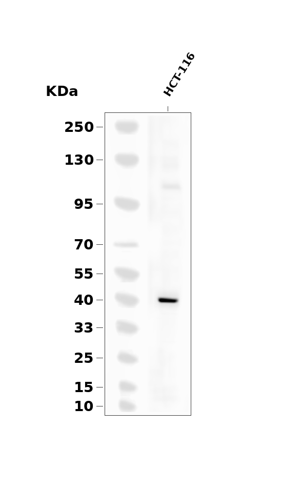 C/EBP alpha (Phospho-Thr226) Antibody
