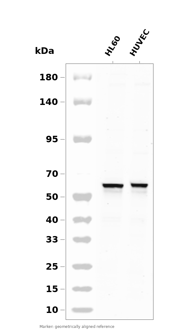 Phospho-AKT1 (Ser473) (YD14737) Rabbit mAb