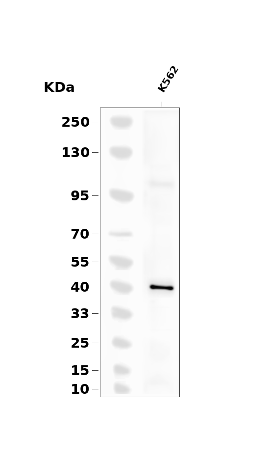 C/EBP alpha  (Phospho-Thr230) Antibody