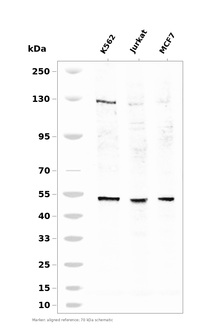 Perilipin A Rabbit mAb