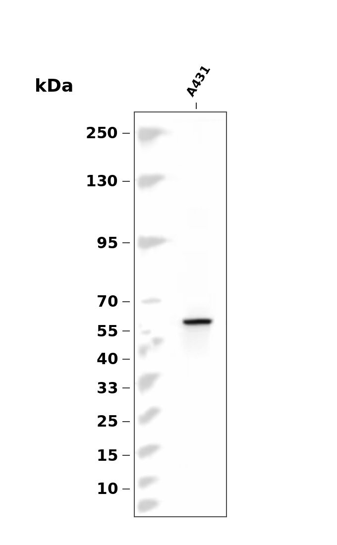 Tip60 (Phospho-Ser90) Antibody